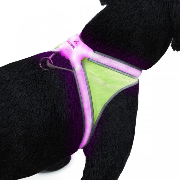 Noxgear Lighthound