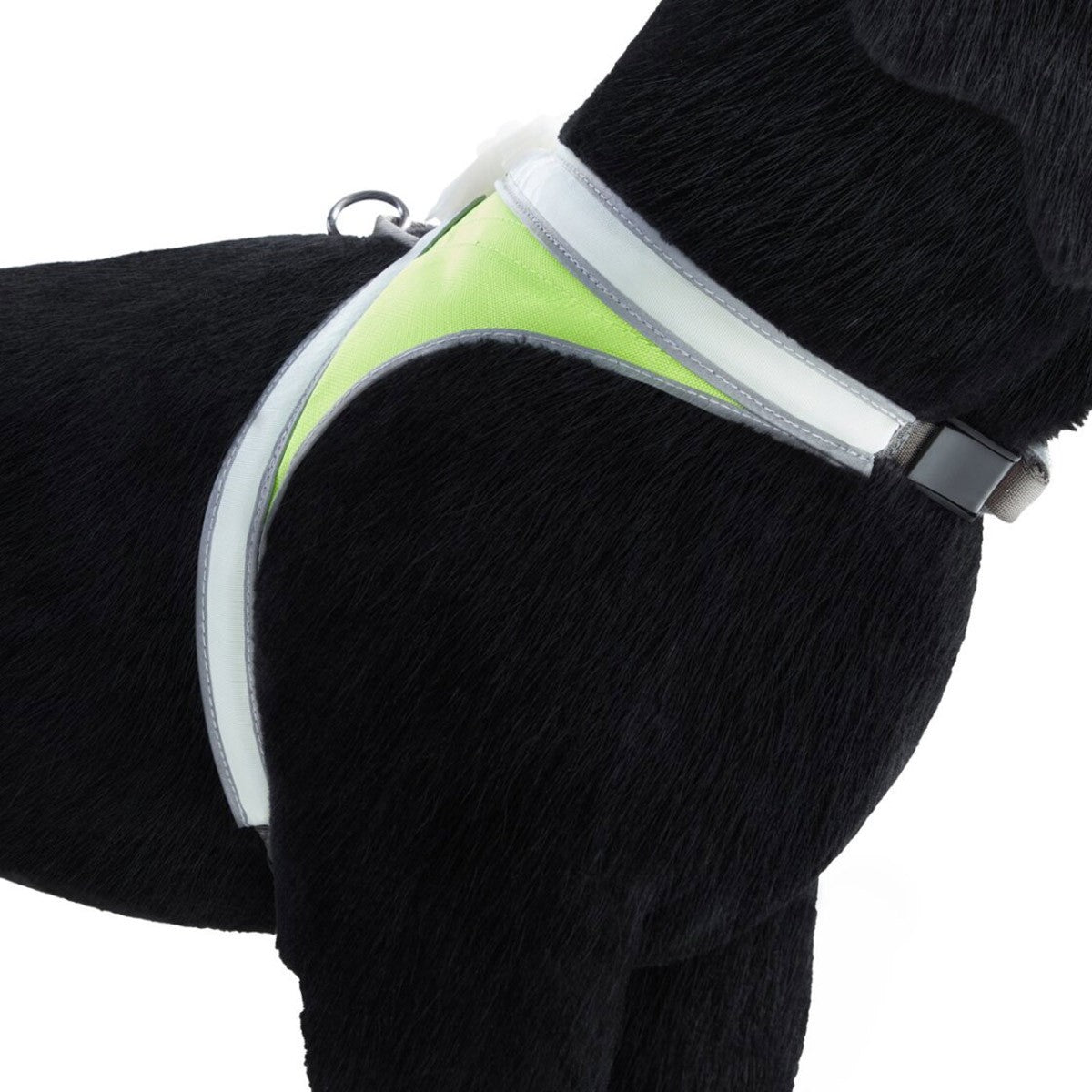 Noxgear Lighthound