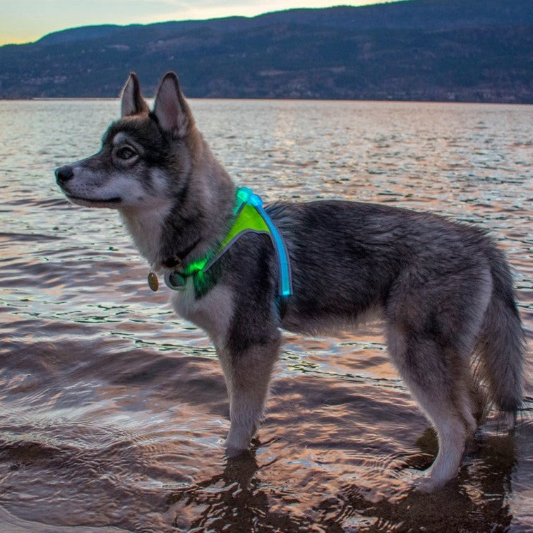 Noxgear Lighthound