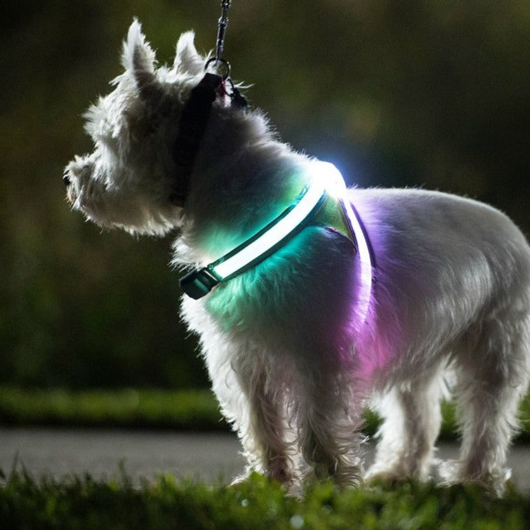 Noxgear Lighthound