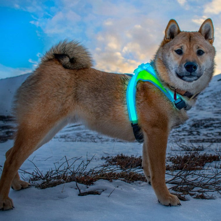Noxgear Lighthound