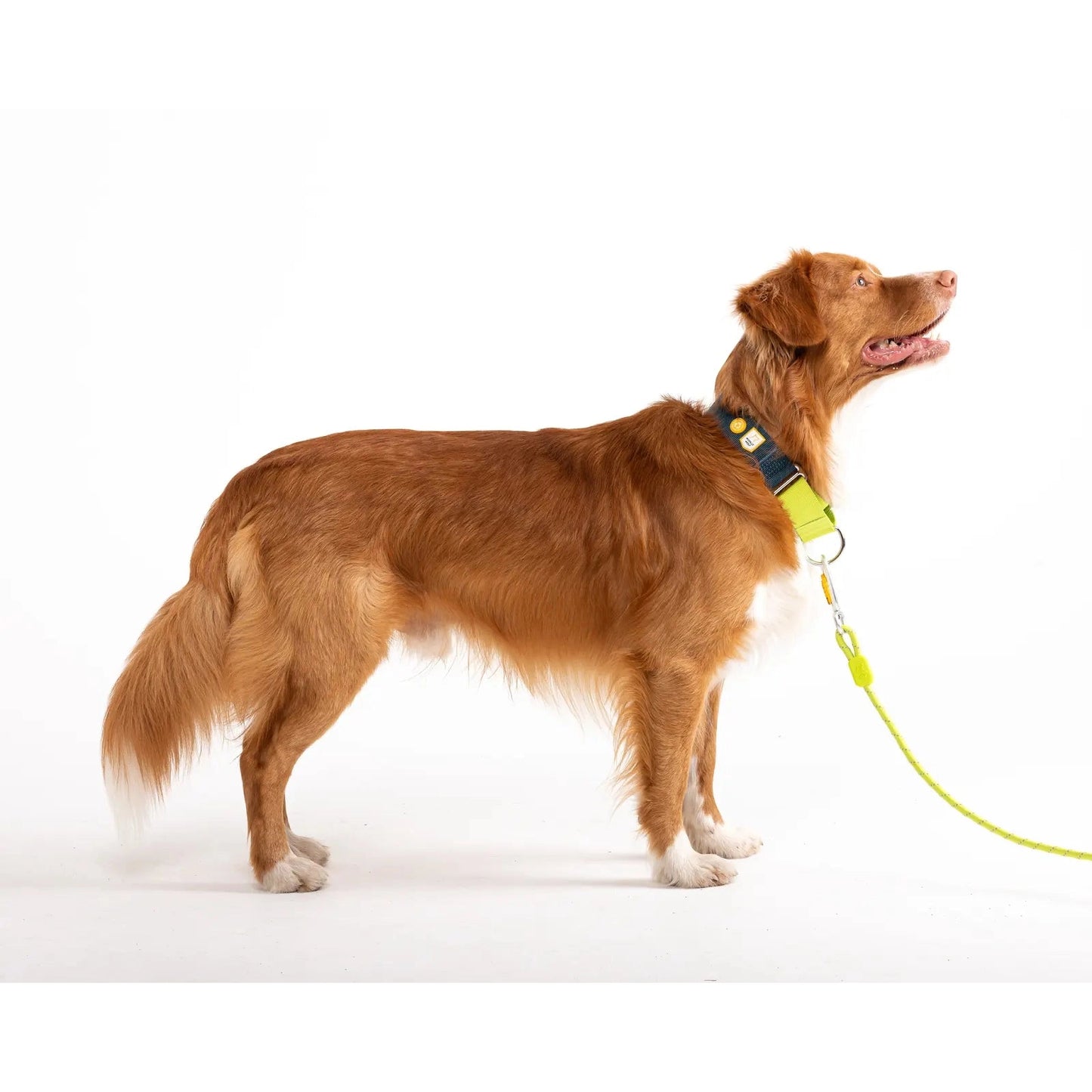 Woolly Wolf Color Block Martingale Collar
