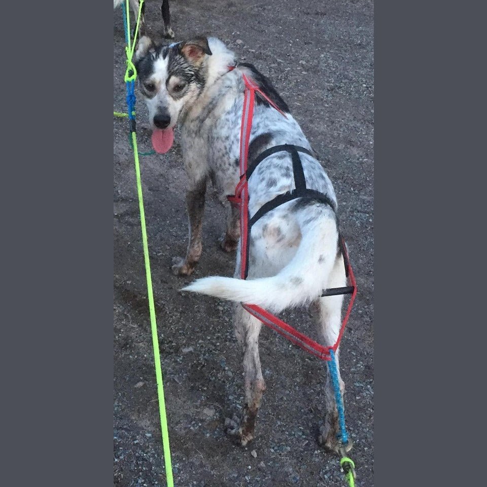 Dragråttan Stick Harness