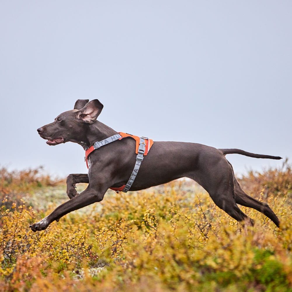 Hurtta Rover Harness