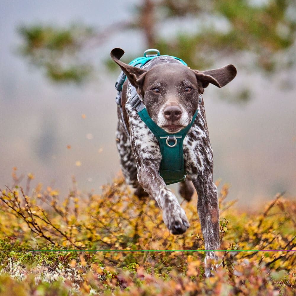 Hurtta Rover Harness