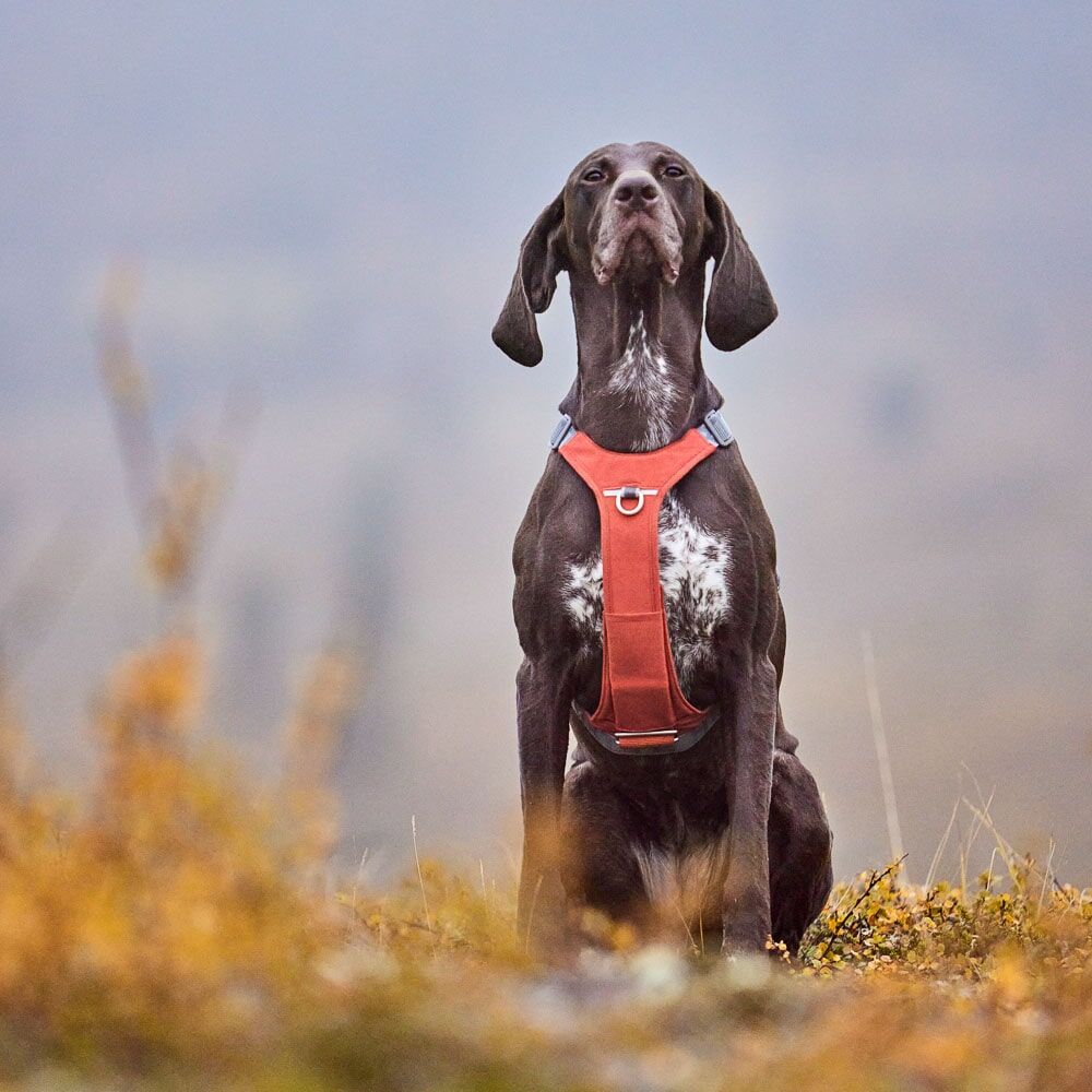 Hurtta Rover Harness