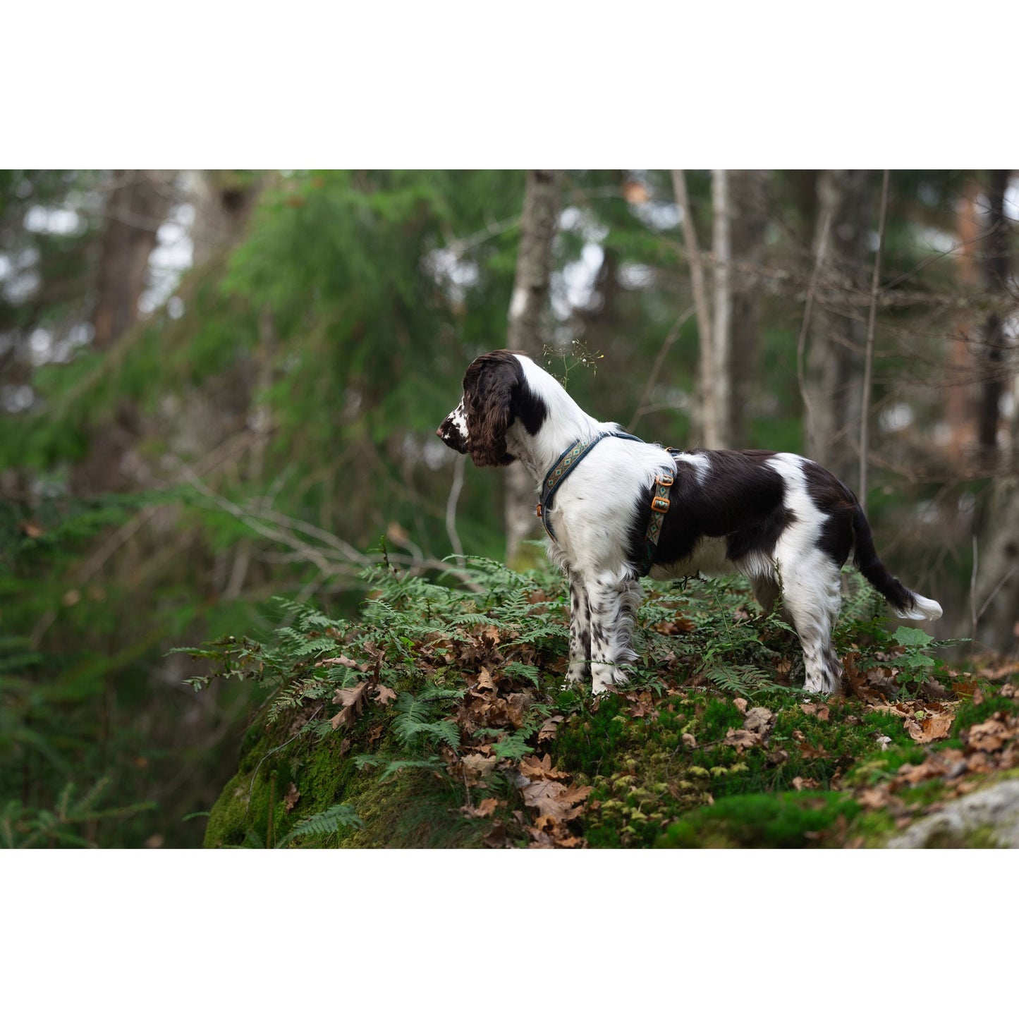 Non-stop dogwear Line harness 5.0 Rachel Pohl edition