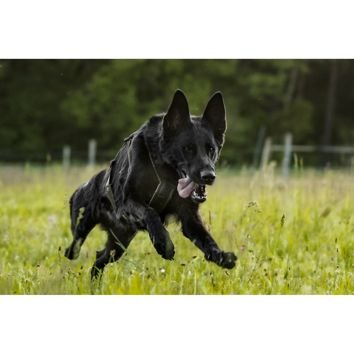 Non-stop dogwear Line Harness Long WD OUTLET