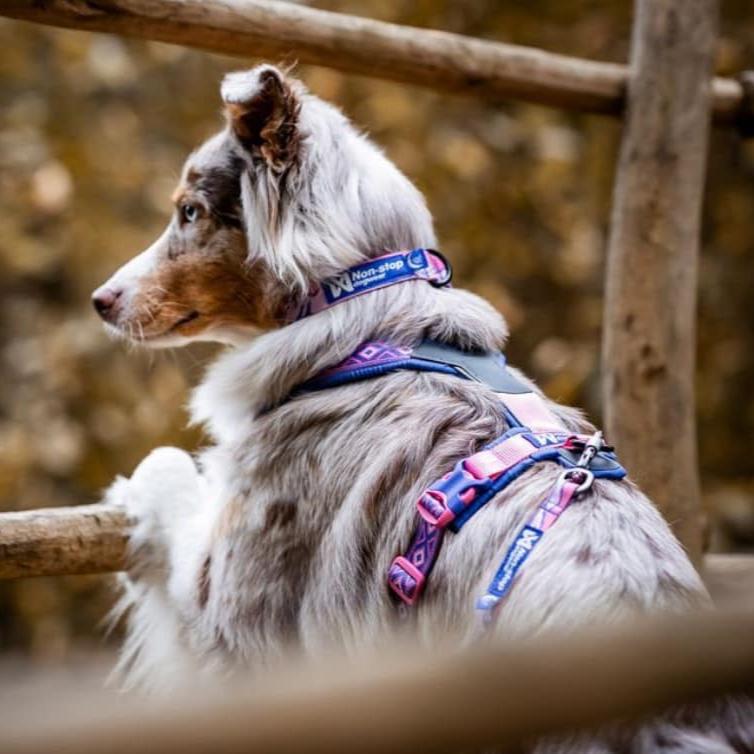 Non-stop dogwear Trail Quest Collar Rachel Pohl