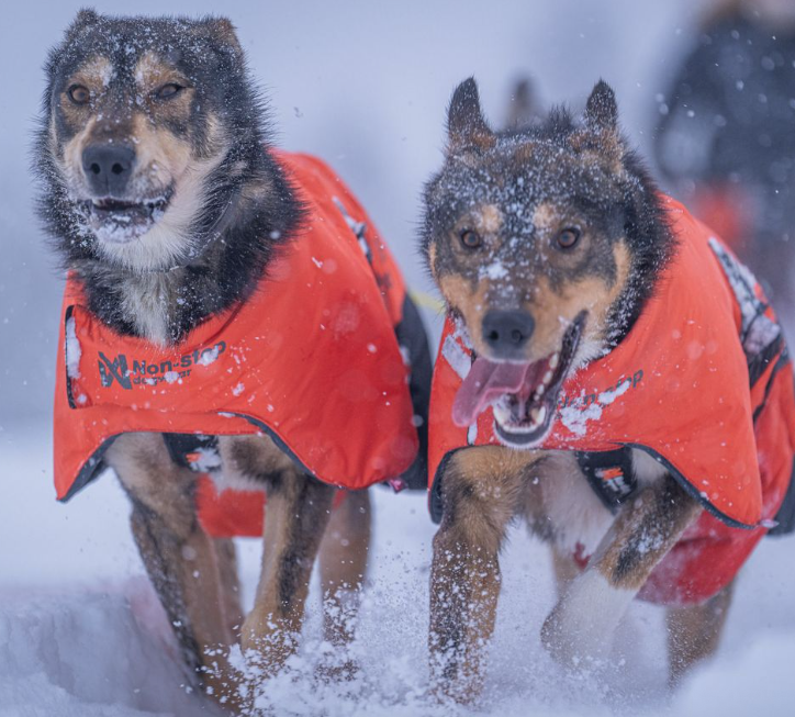 Non-stop dogwear Long distance + jacket