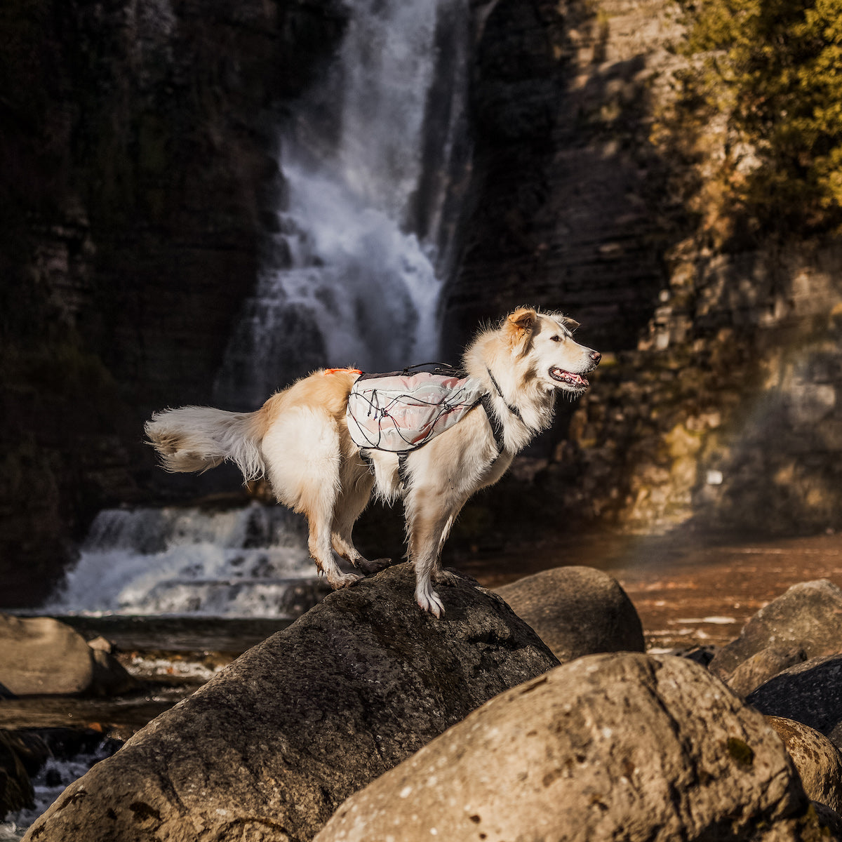 Non-stop dogwear Trail Light Dog Backpack