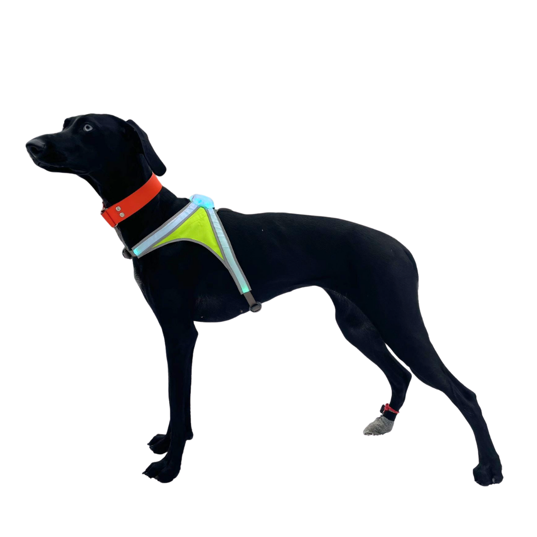 Noxgear Lighthound