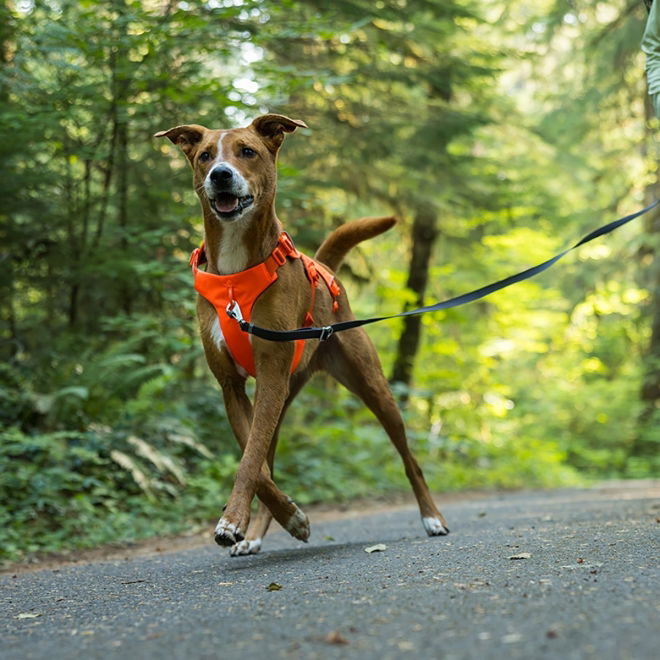 Ruffwear Web Master™ Dog Harness