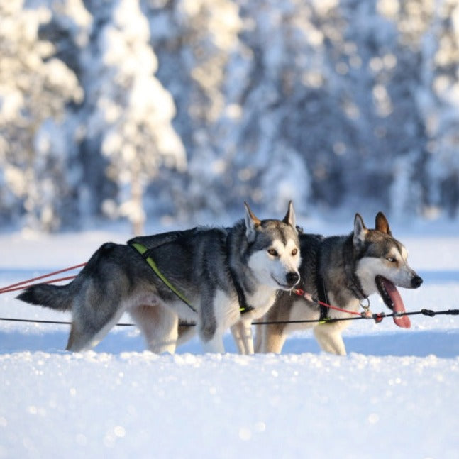 Axaeco Harness Scandinavia