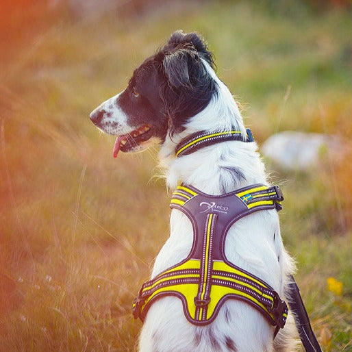 Axaeco 4 Season Power Harness
