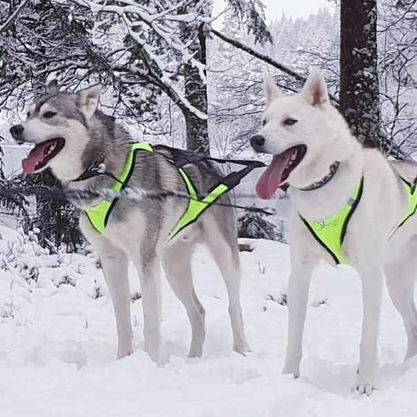 Axaeco X-Shirt Harness OUTLET