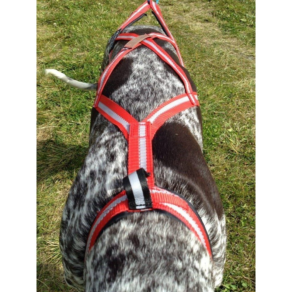 Dragråttan R-Harness