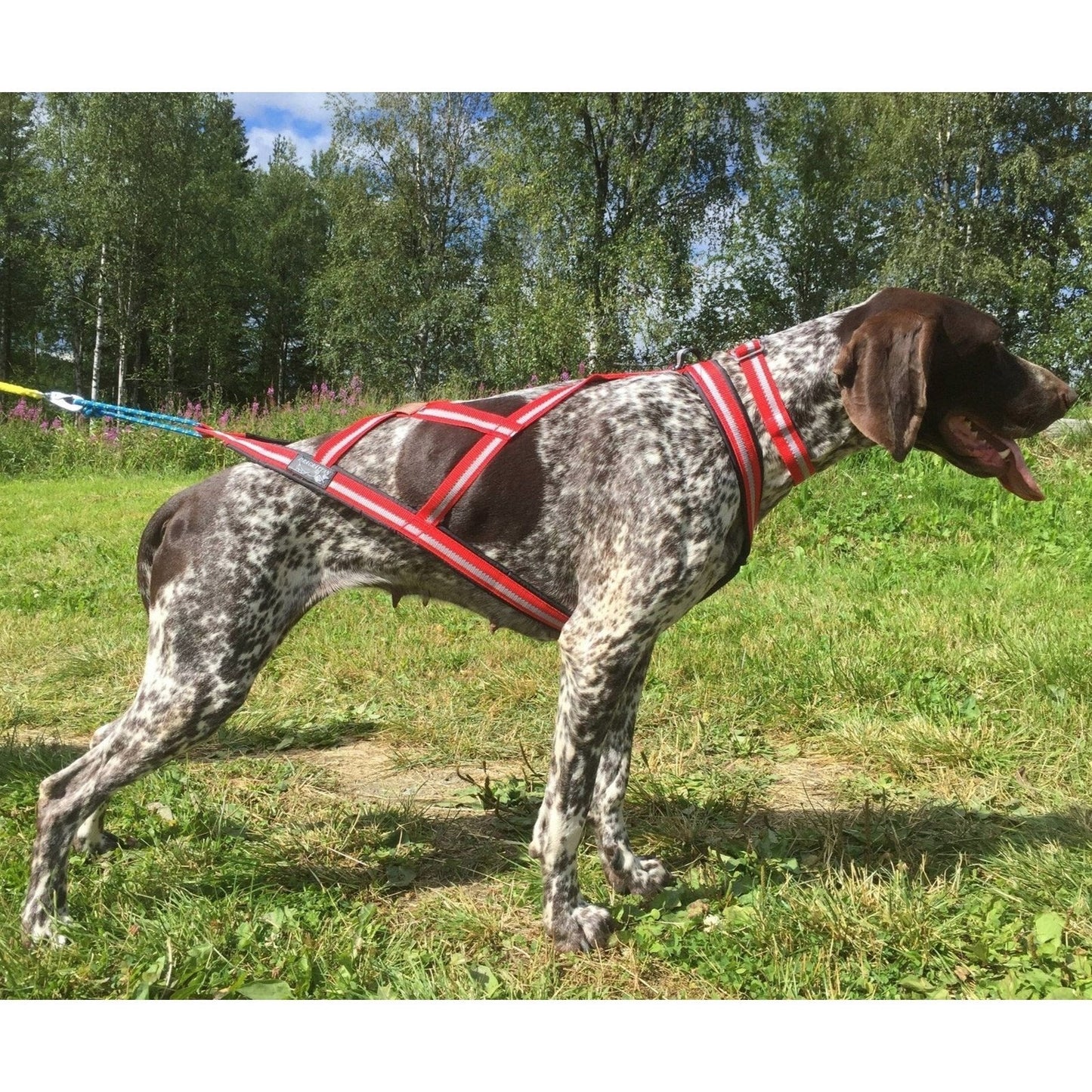 Dragråttan R-Harness