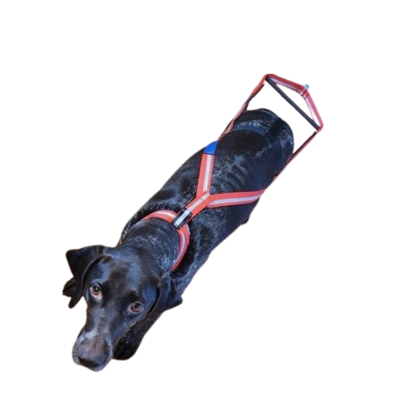 Dragråttan Stick Harness