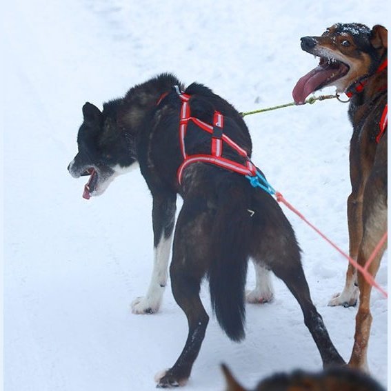 Dragråttan R-Harness