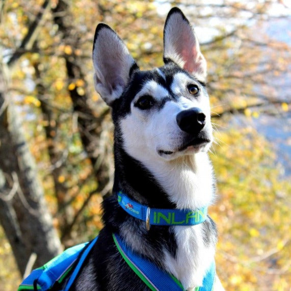 Inlandsis Névé Collar