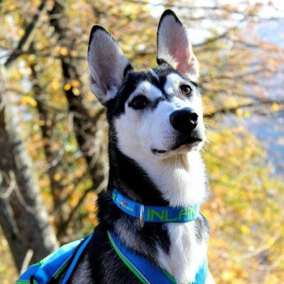 Inlandsis Névé SC Collar
