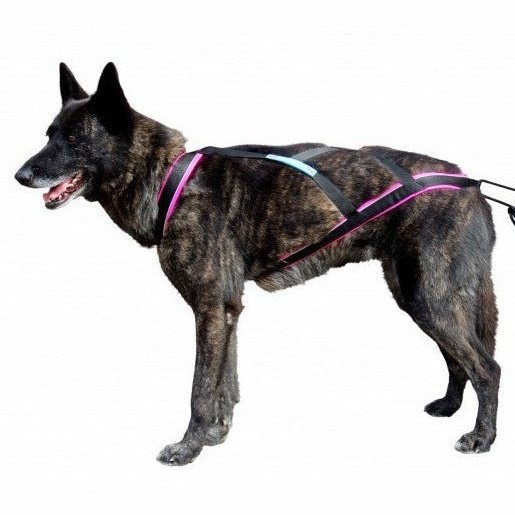 Inlandsis Polar Quest Harness