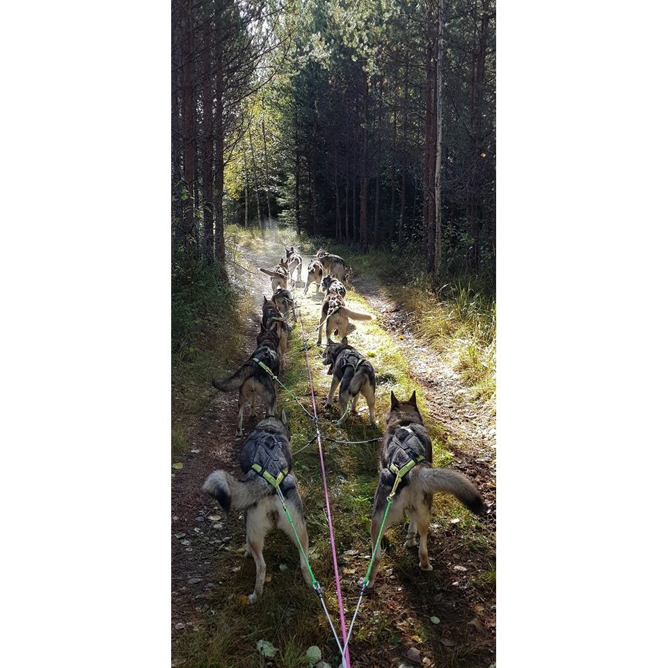 Axaeco Training Wire Line Team Section