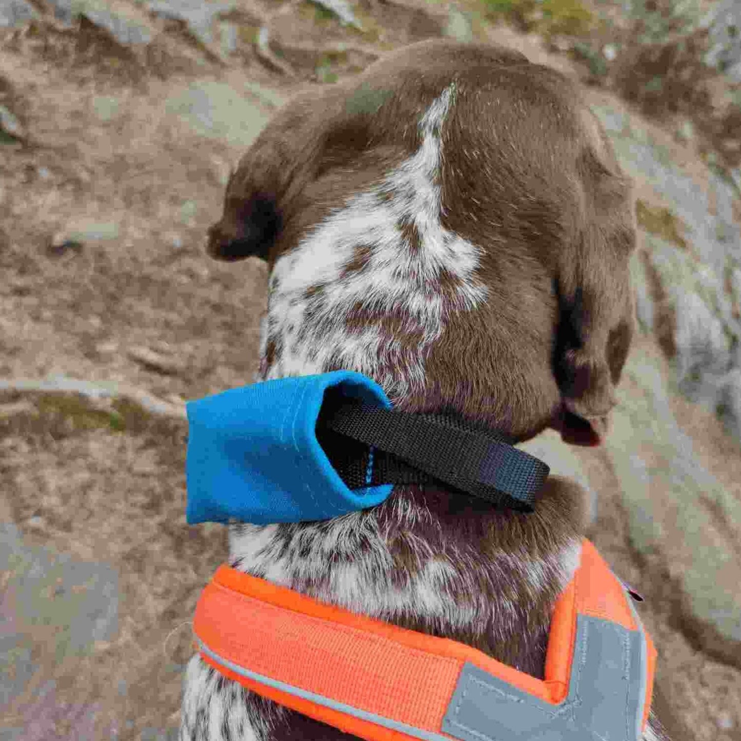 Nite Ize RadDog All-in-One Collar + Leash