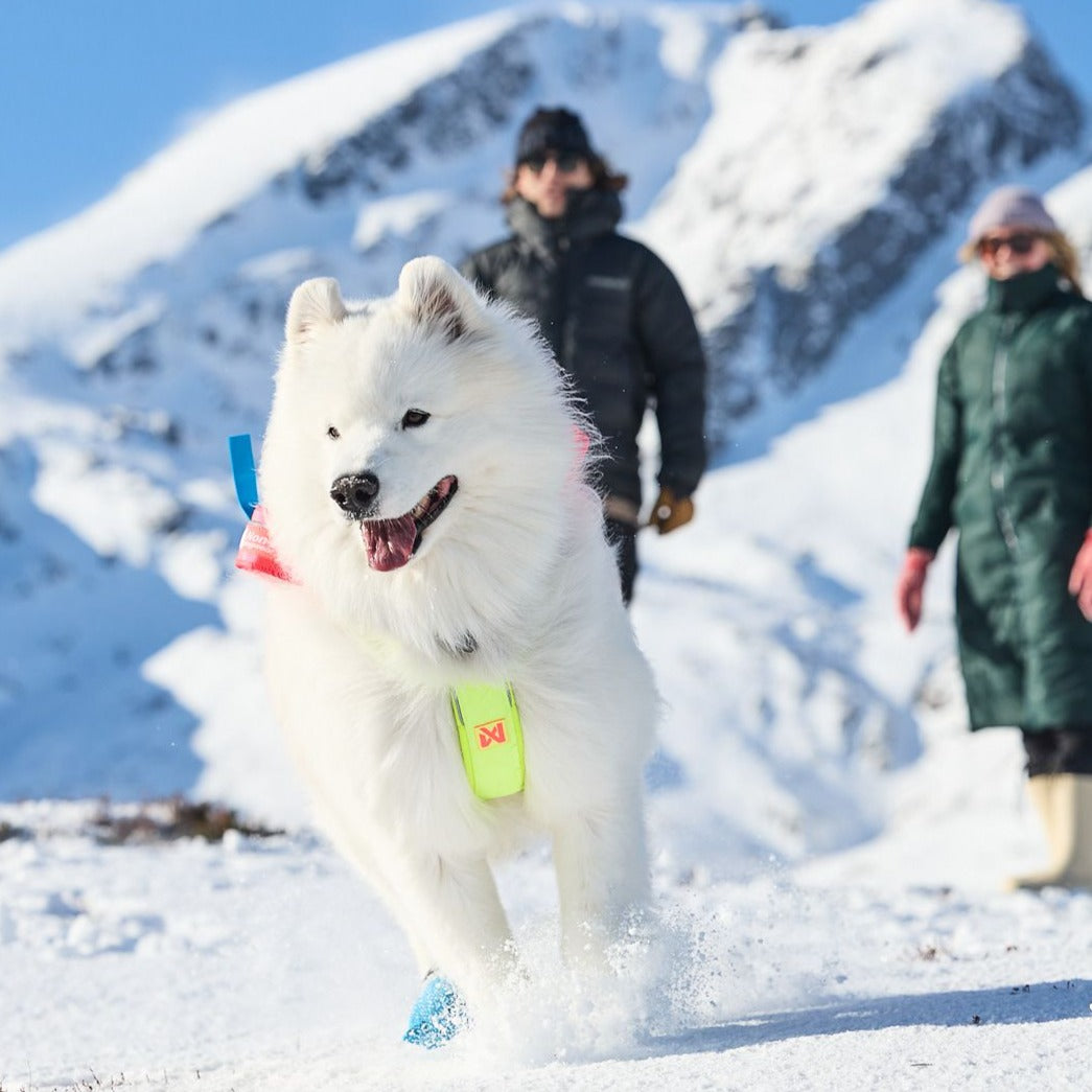 Non-stop dogwear Freemotion Harness Limited