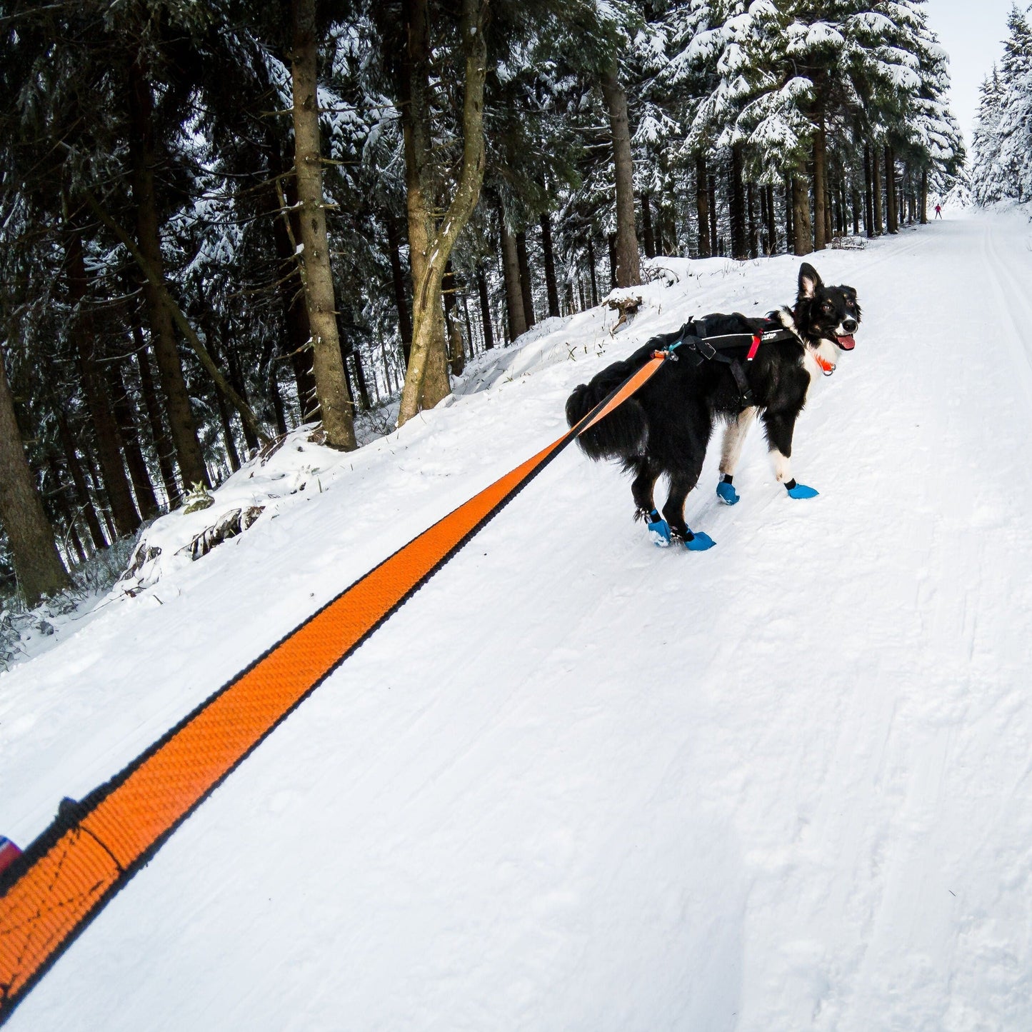 Non-stop dogwear Bungee Leash