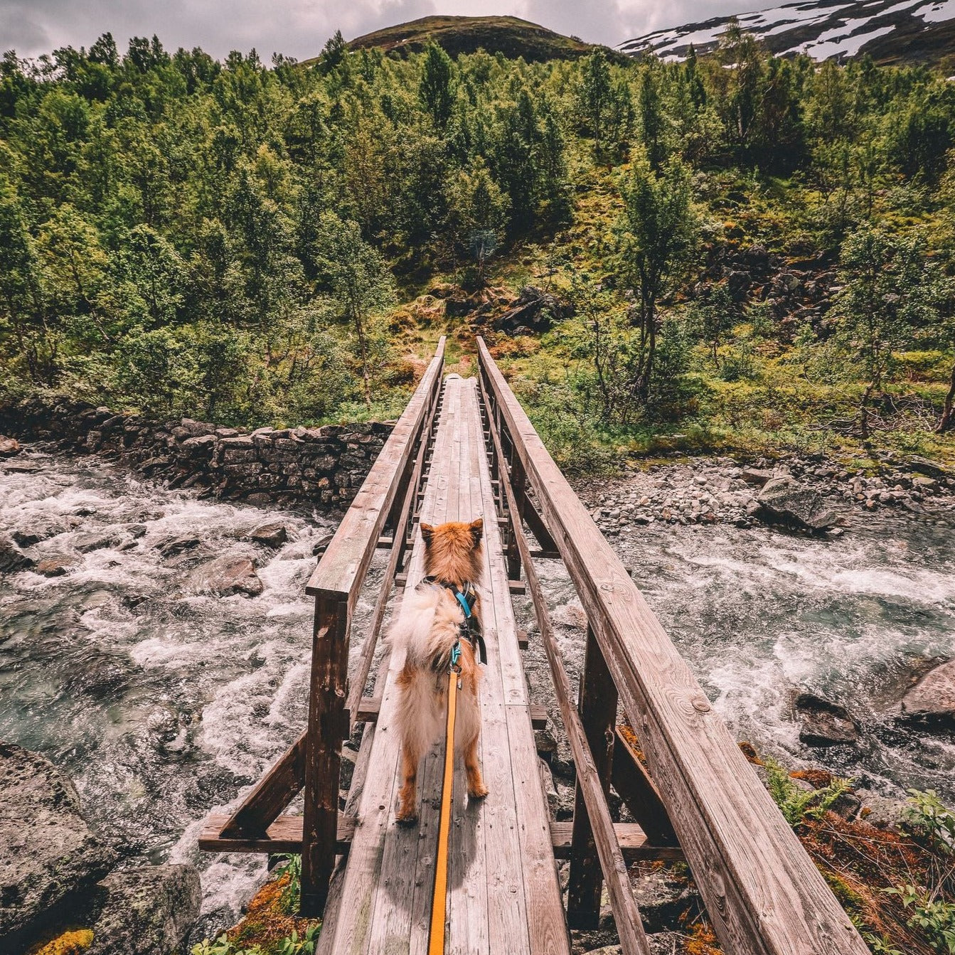 Non-stop dogwear Bungee Leash