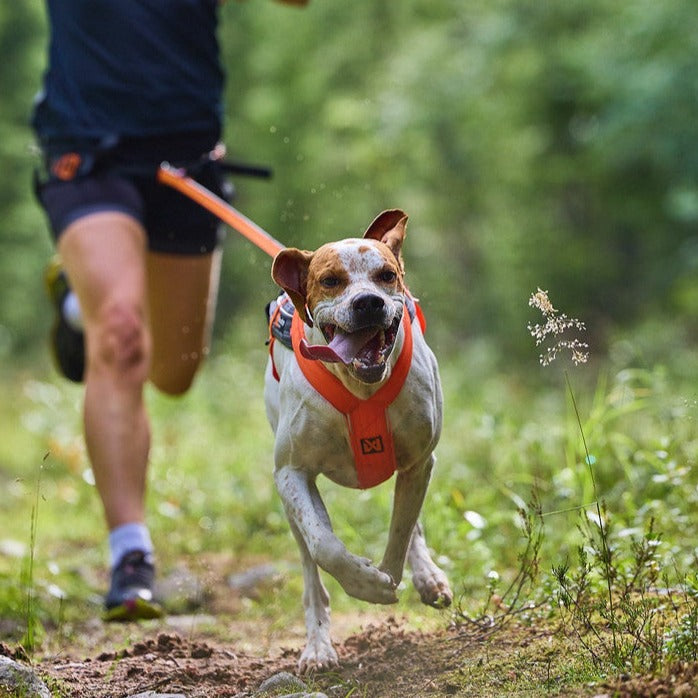 Non-stop dogwear Freemotion Harness 5.0