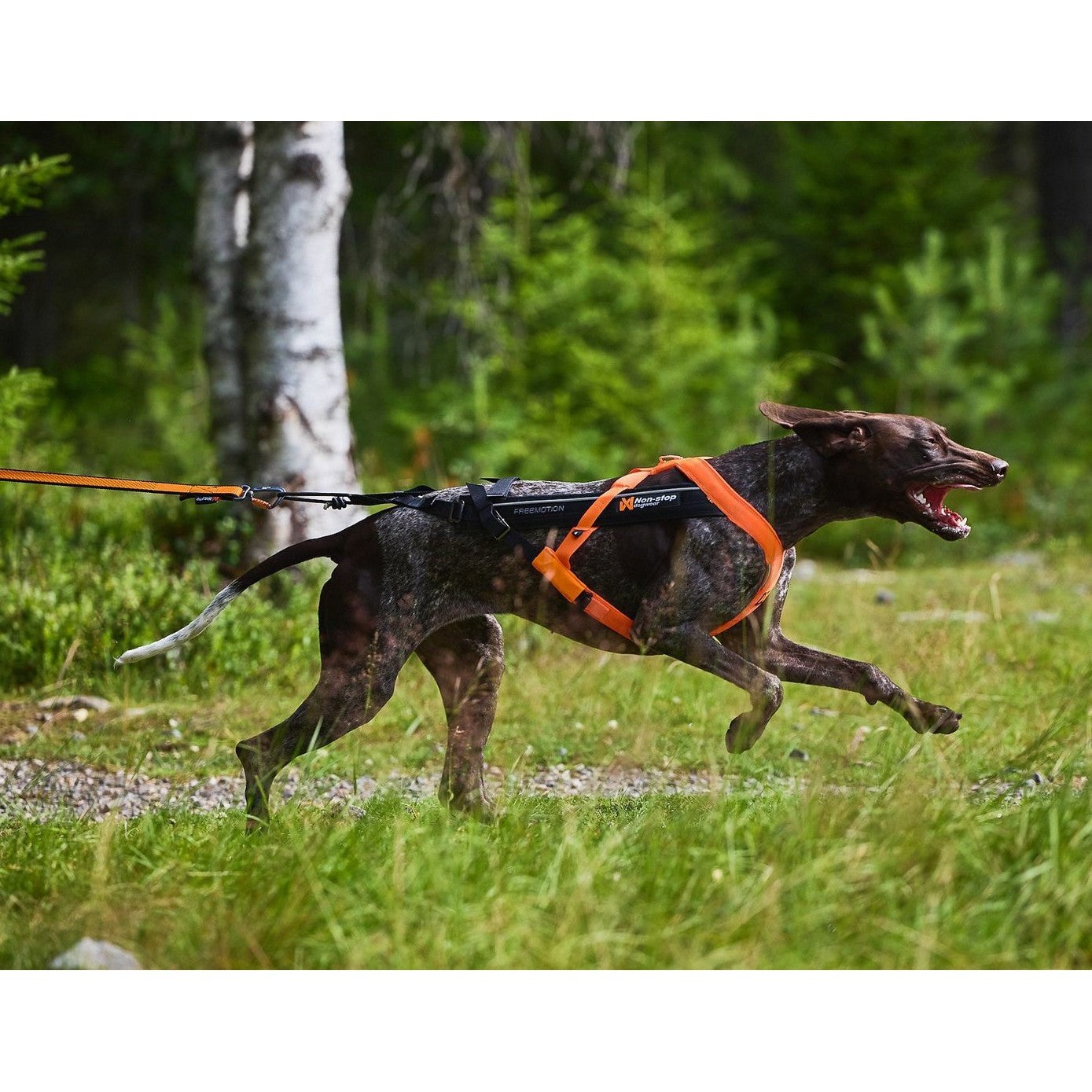 Non-stop dogwear Freemotion Harness 5.0