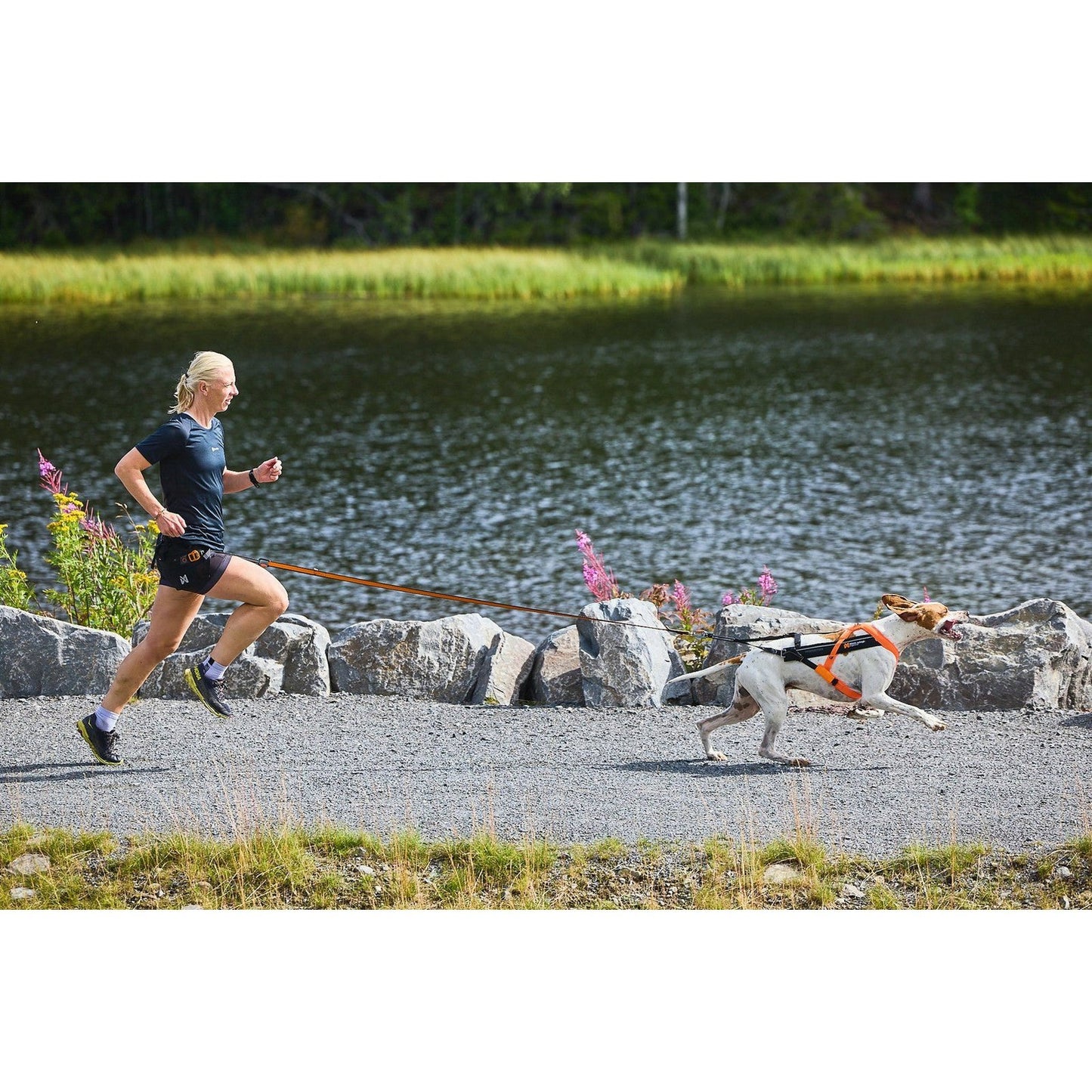 Non-stop dogwear Freemotion Harness 5.0