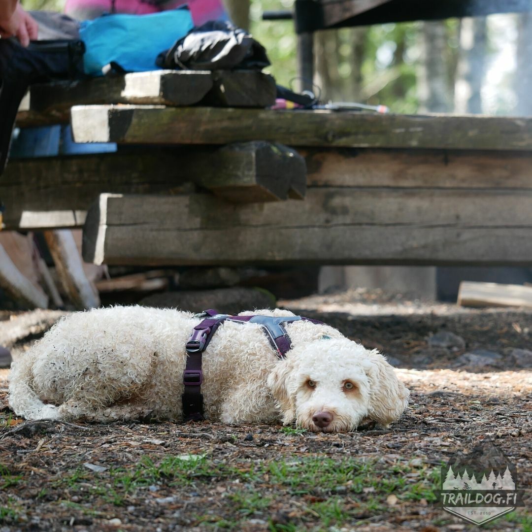 Non-stop dogwear Line Harness 5.0