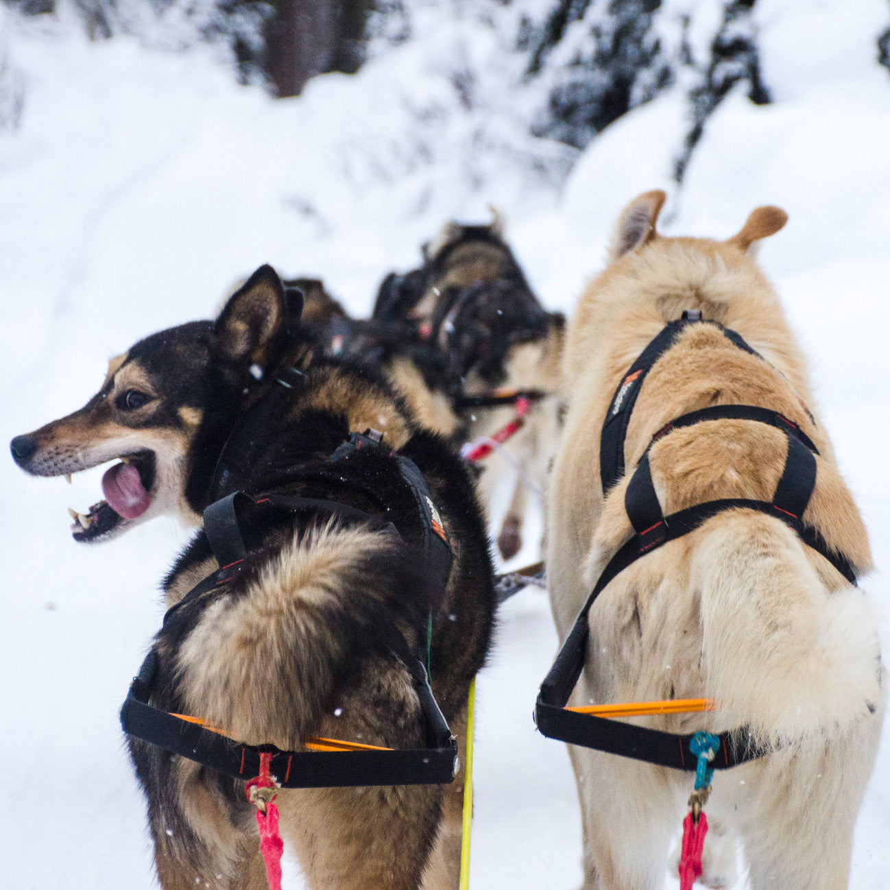 Non-stop dogwear Nansen Stick Harness