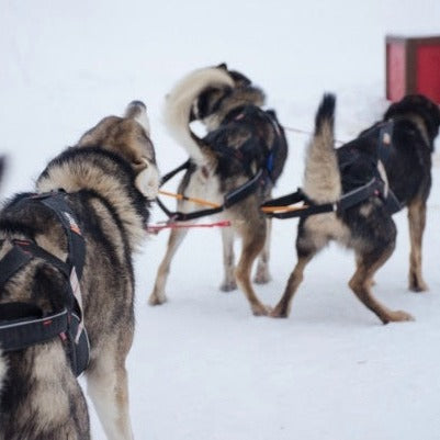 Non-stop dogwear Nansen Stick Harness