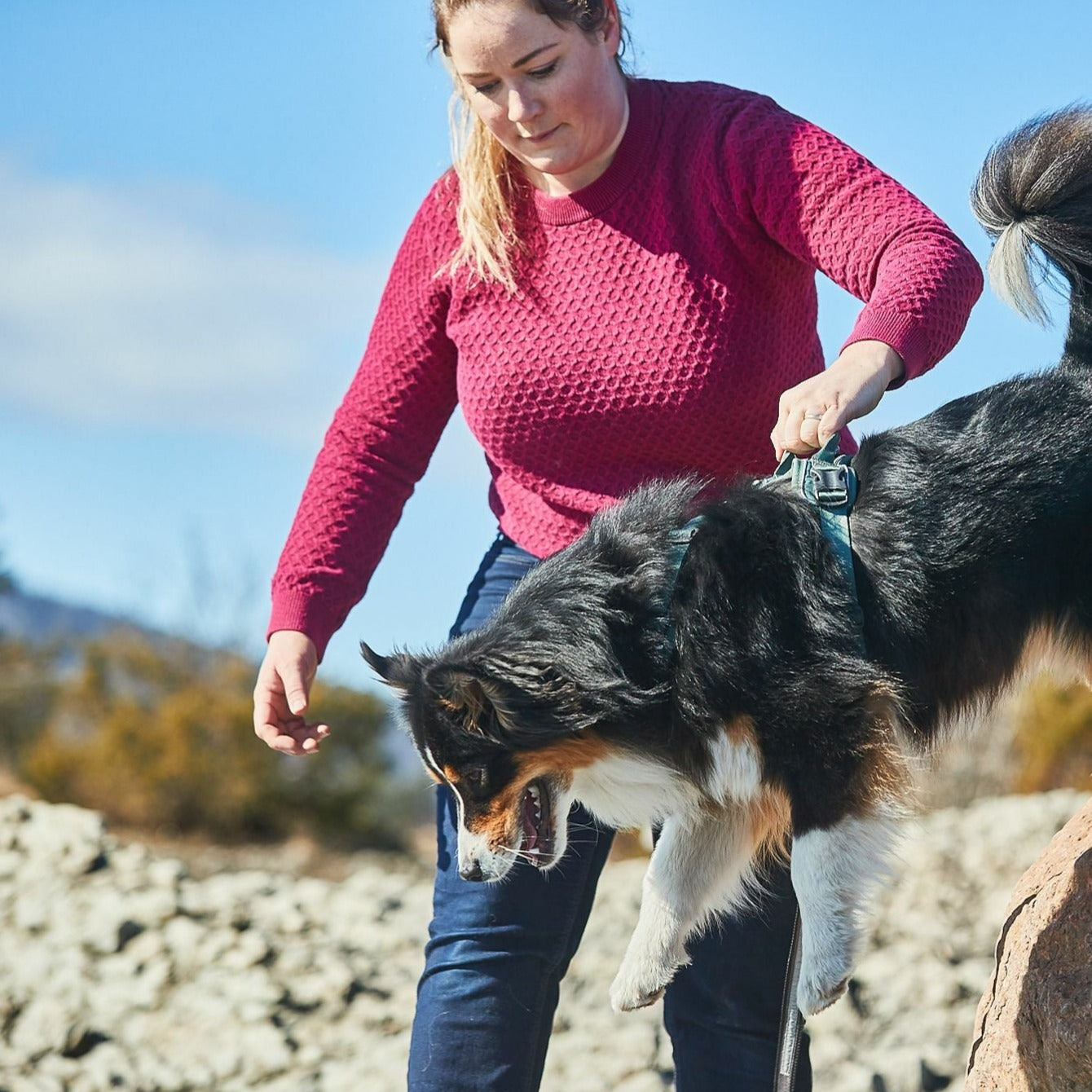 Non-stop dogwear Ramble Harness
