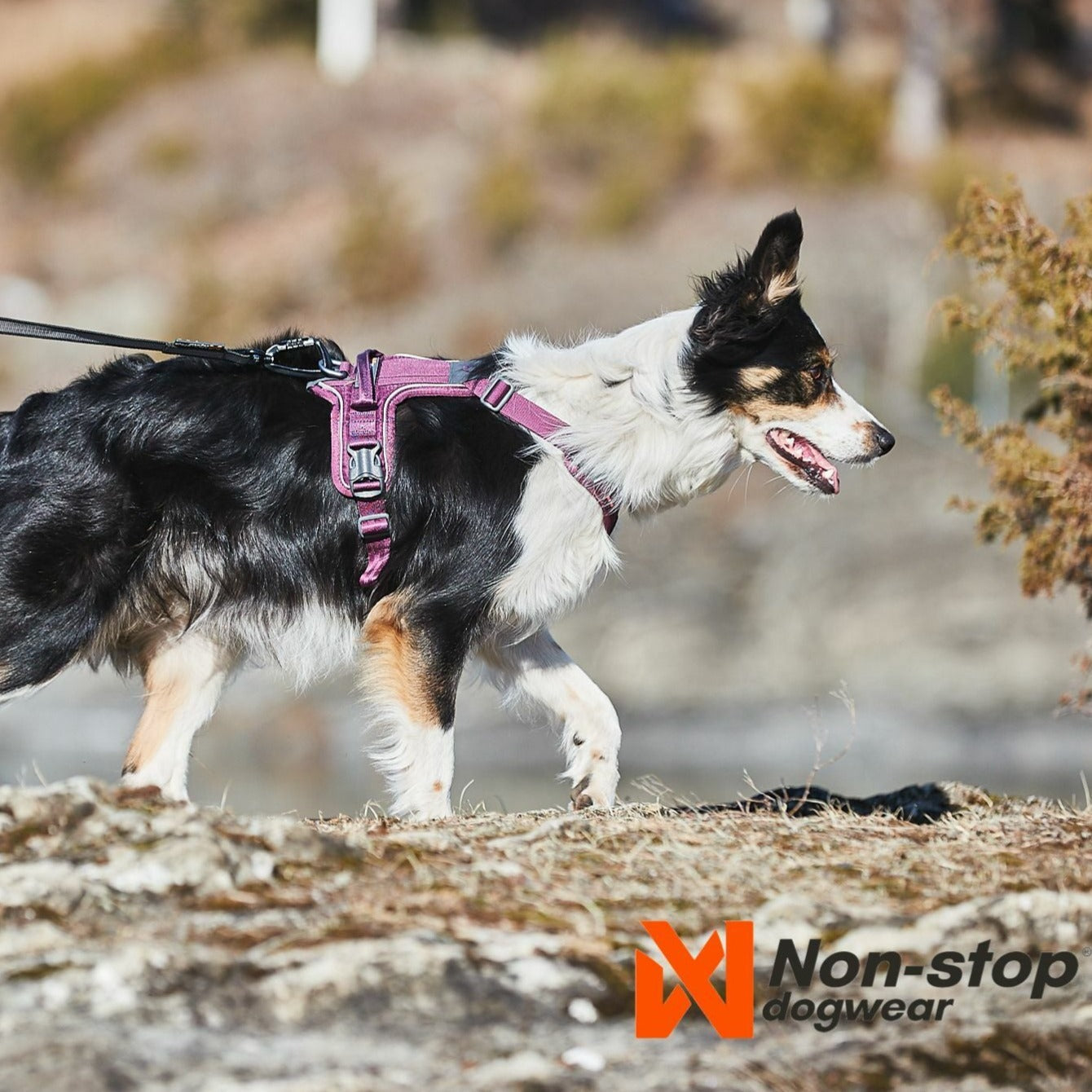 Non-stop dogwear Ramble Harness