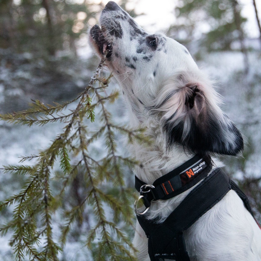 Non-stop dogwear Rock Collar 3.0