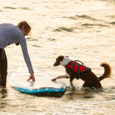 Non-stop dogwear Safe Life Jacket 2.0