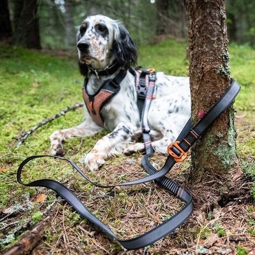 Non-stop dogwear Touring Bungee Adjustable