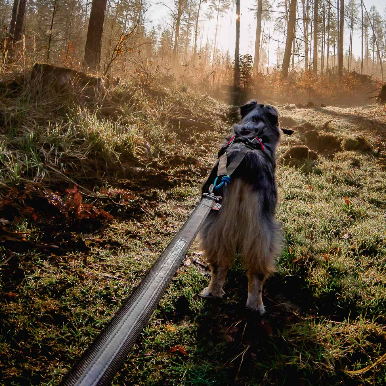 Non-stop dogwear Touring Bungee Leash