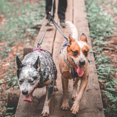 Non-stop dogwear Touring Double