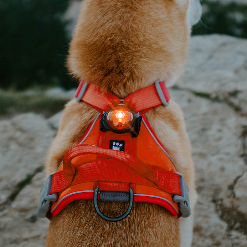 Orbiloc Dog Dual huomiovalo
