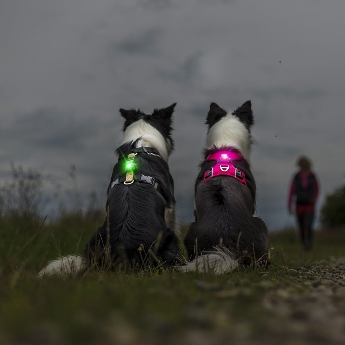 Orbiloc Dog Dual huomiovalo
