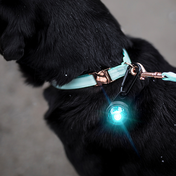 Orbiloc Dog Dual huomiovalo