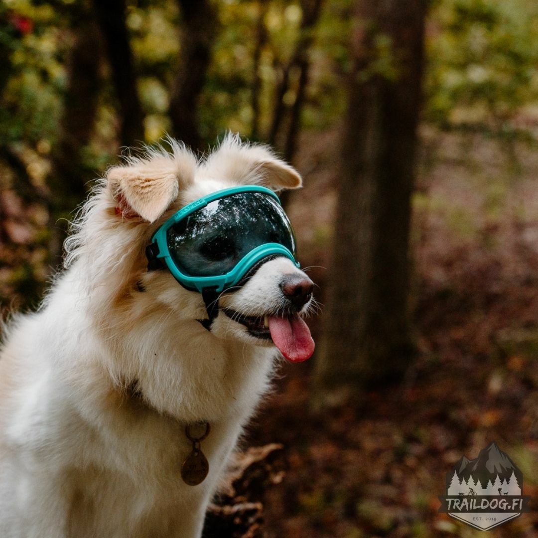 Rex Specs V2 Goggle
