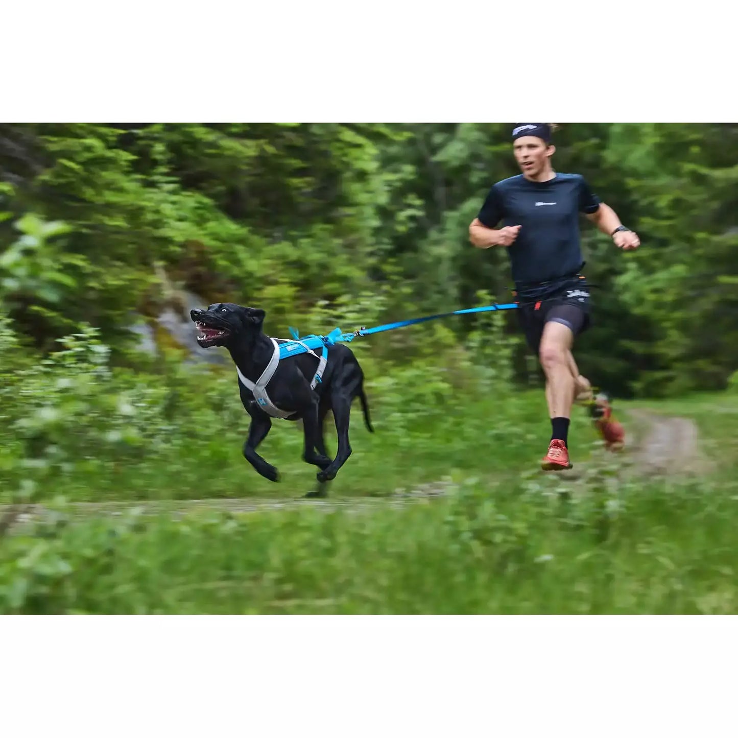 Non-stop dogwear Bungee Leash